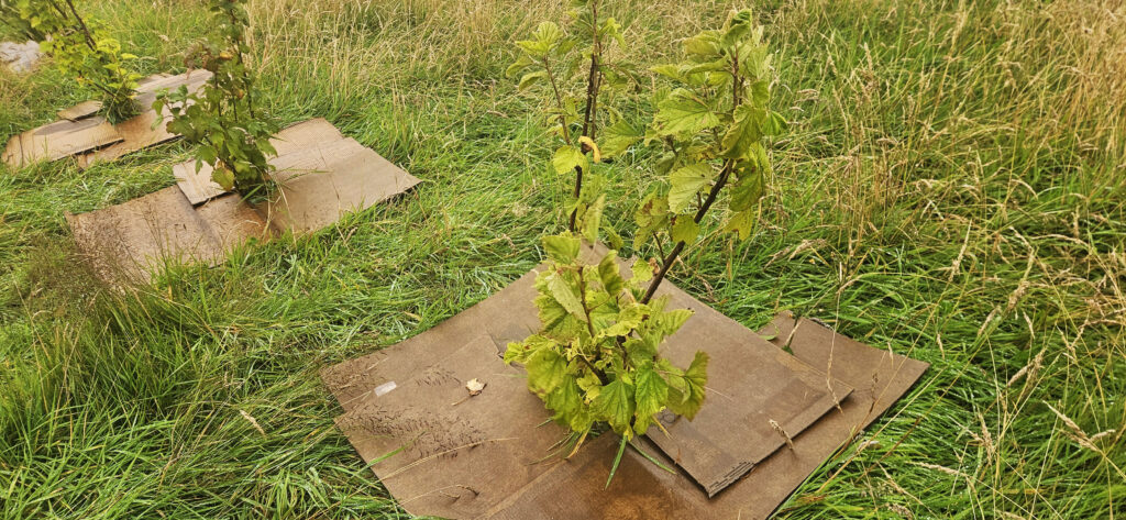 Sheet mulching with cardboard round fruit bushes.