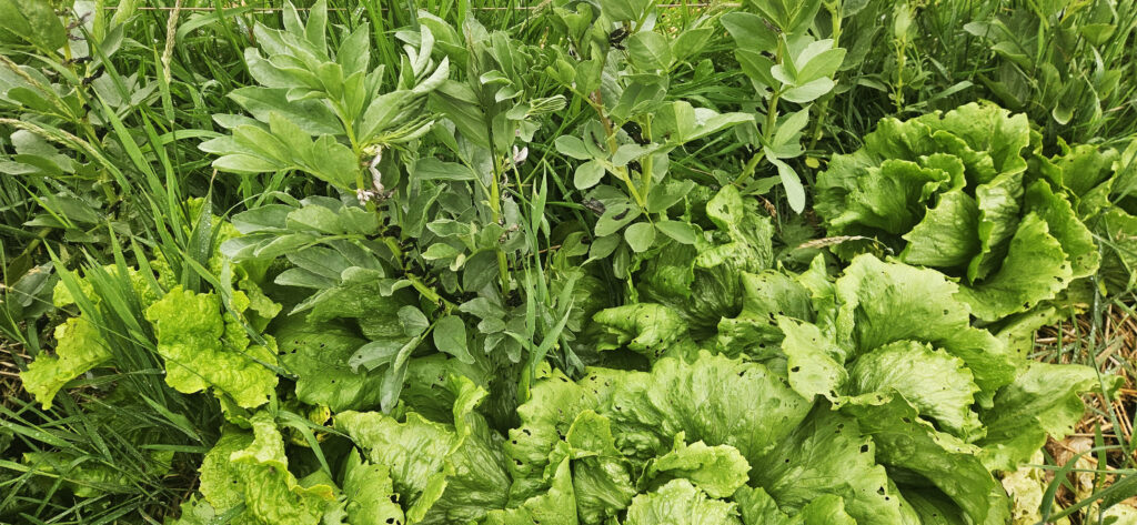 Beans and lettuce