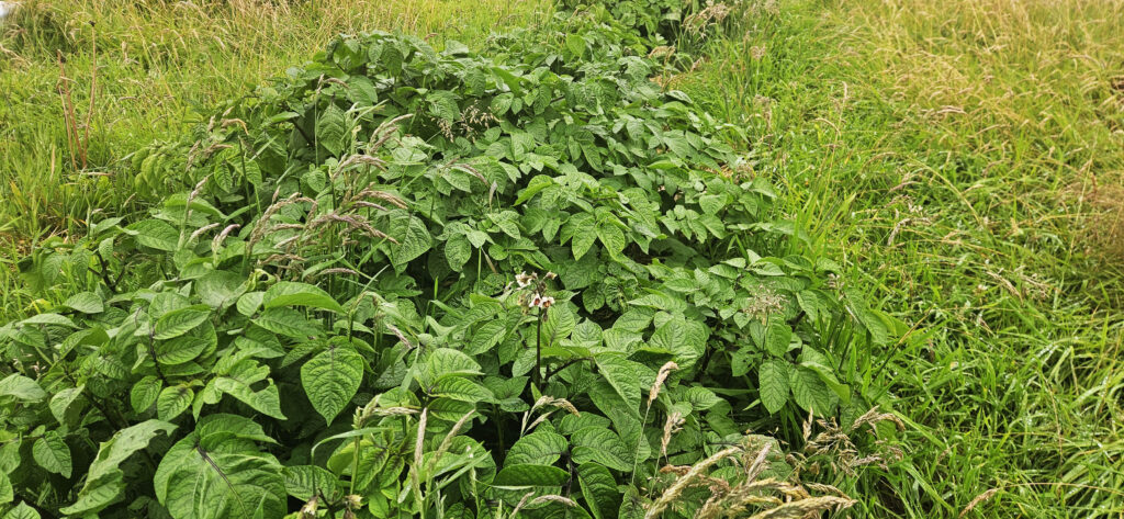 Growing Tatties in Aberdeenshire