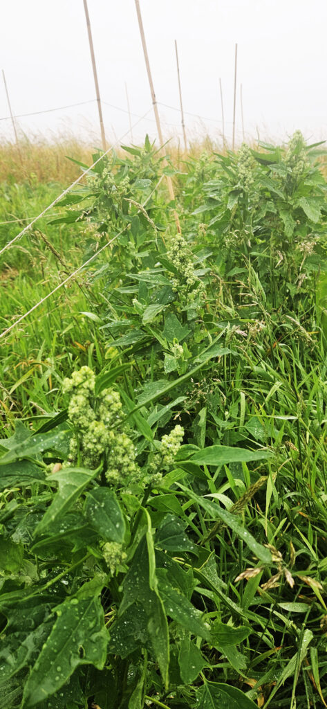 Quinoa getting ready to crop