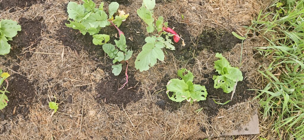 Bricks and mortar planting