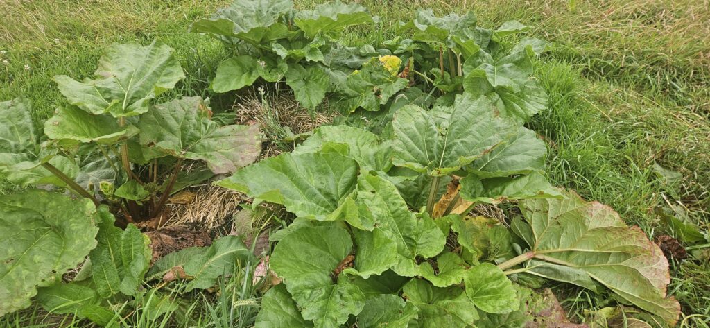 Rhubarb