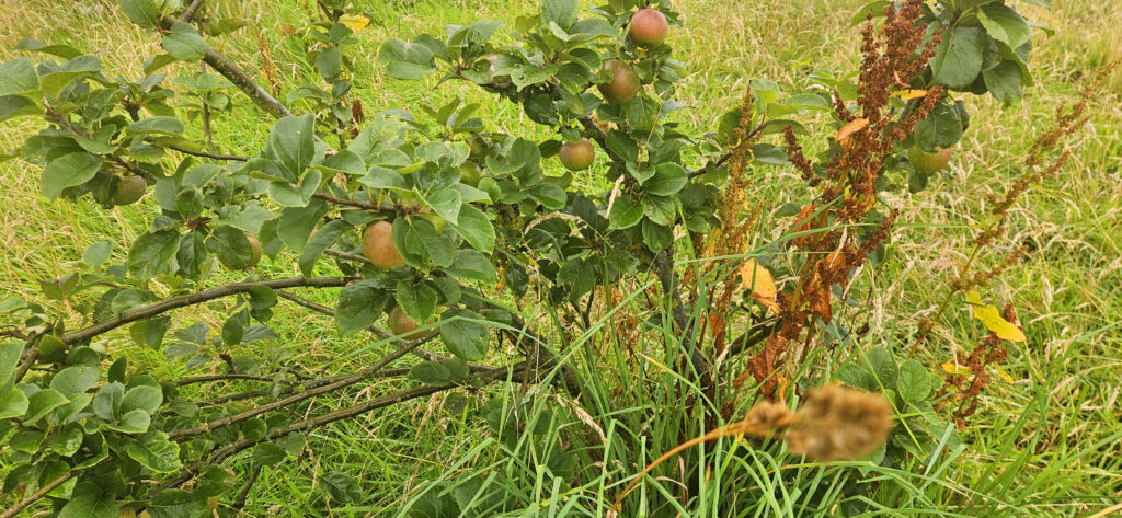 Apple Tree