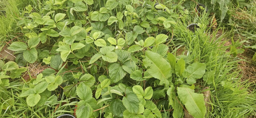Straweberry plants