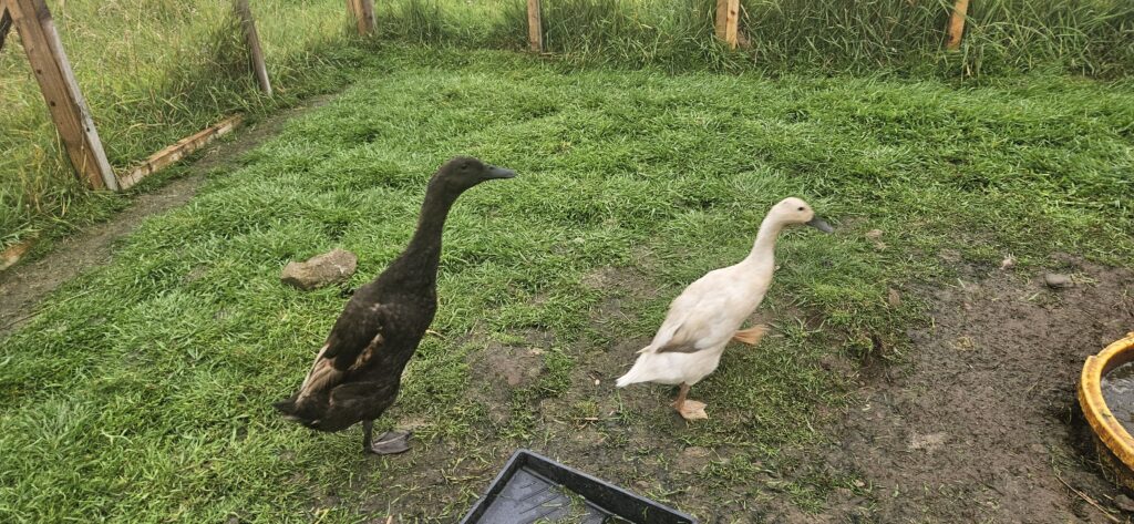 FAS Learning Kid Indian Runner Ducks